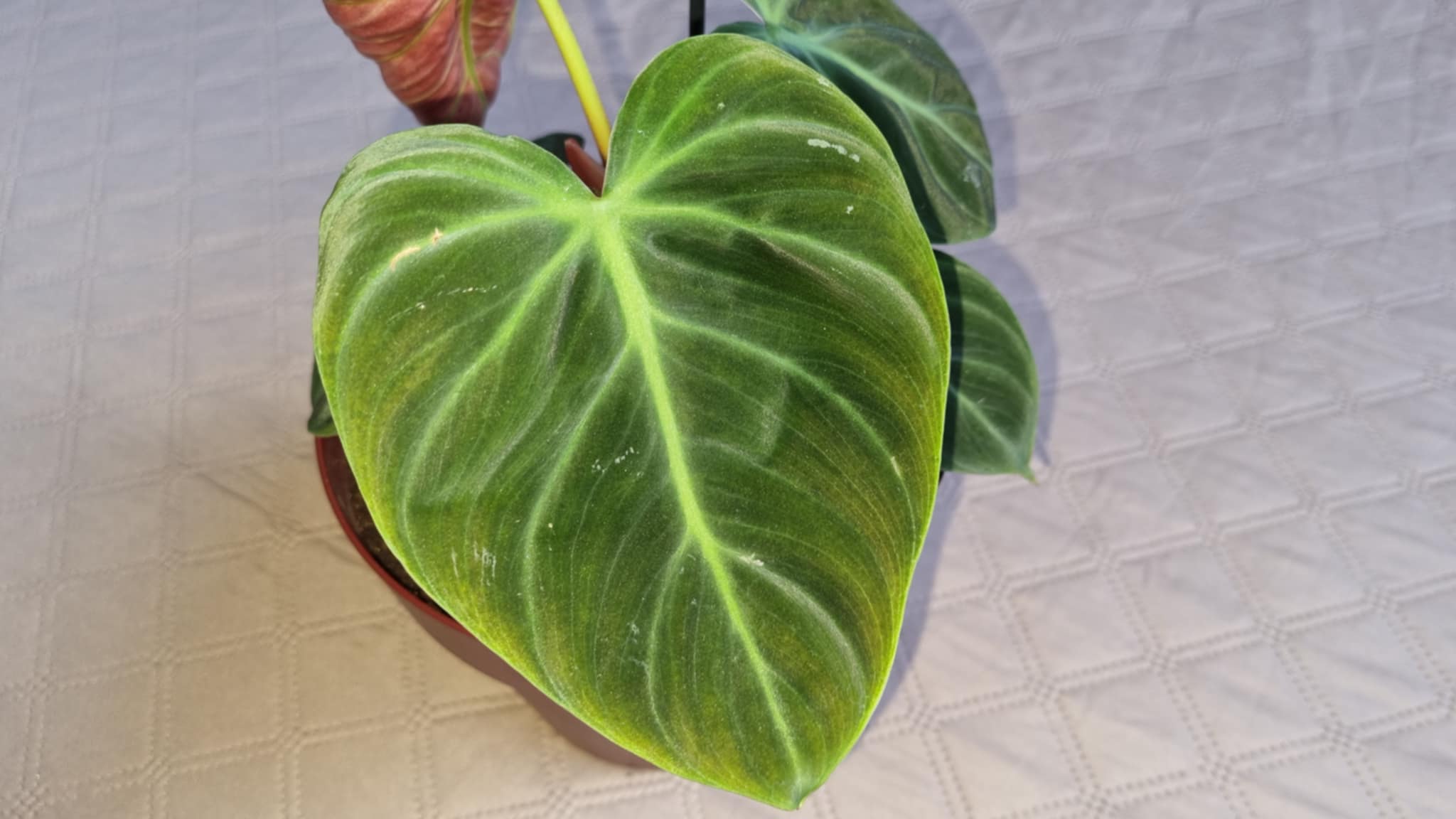Red Leaf Philodendron